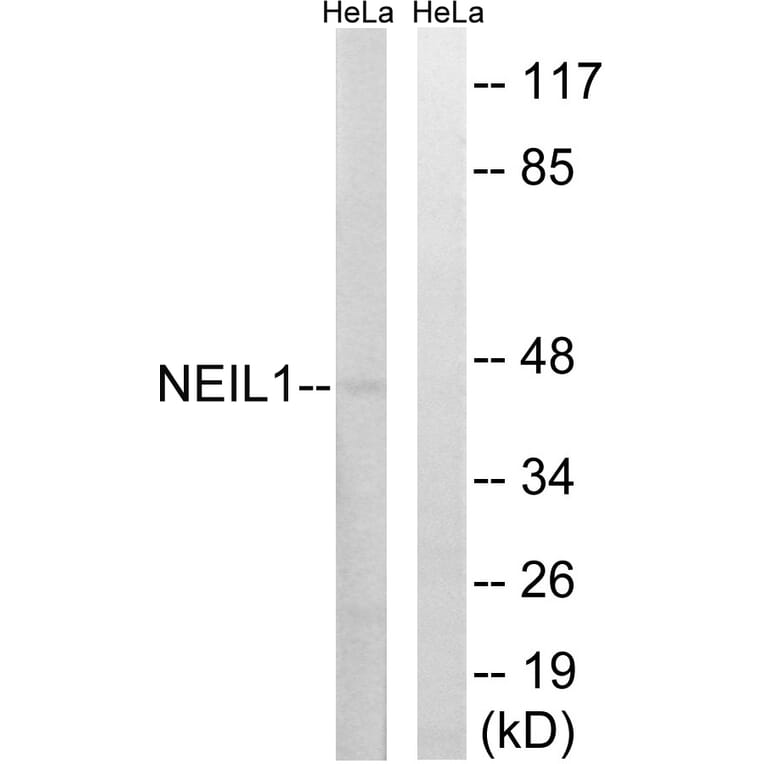 Western Blot - Anti-NEIL1 Antibody (C15633) - Antibodies.com