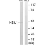 Western Blot - Anti-NEIL1 Antibody (C15633) - Antibodies.com