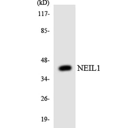 Western Blot - Anti-NEIL1 Antibody (R12-3088) - Antibodies.com