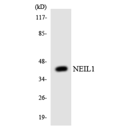 Western Blot - Anti-NEIL1 Antibody (R12-3088) - Antibodies.com