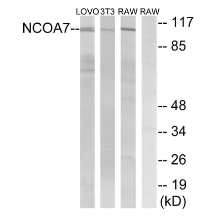 Western Blot - Anti-NCOA7 Antibody (C17117) - Antibodies.com