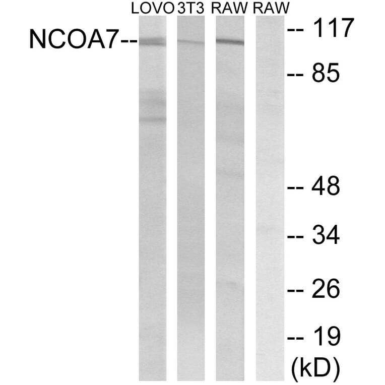 Western Blot - Anti-NCOA7 Antibody (C17117) - Antibodies.com