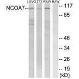 Western Blot - Anti-NCOA7 Antibody (C17117) - Antibodies.com
