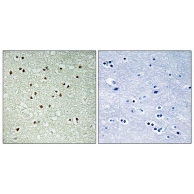 Immunohistochemistry - Anti-NCOA7 Antibody (C17117) - Antibodies.com