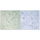 Immunohistochemistry - Anti-NCOA7 Antibody (C17117) - Antibodies.com