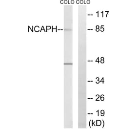 Western Blot - Anti-NCAPH Antibody (C15233) - Antibodies.com