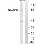 Western Blot - Anti-NCAPH Antibody (C15233) - Antibodies.com