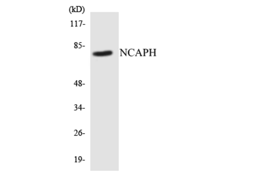Western Blot - Anti-NCAPH Antibody (R12-3078) - Antibodies.com