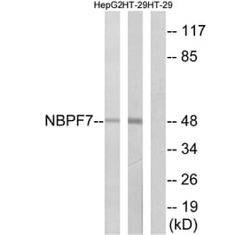 Western Blot - Anti-NBPF7 Antibody (C16932) - Antibodies.com