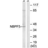 Western Blot - Anti-NBPF5 Antibody (C16930) - Antibodies.com