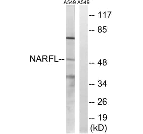 Western Blot - Anti-NARFL Antibody (C17104) - Antibodies.com