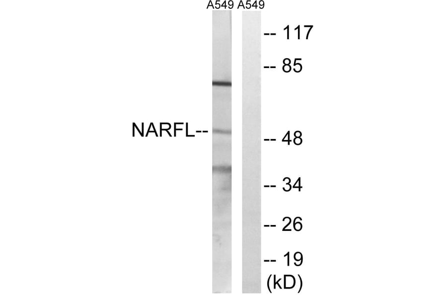 Western Blot - Anti-NARFL Antibody (C17104) - Antibodies.com