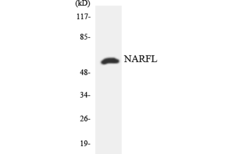 Western Blot - Anti-NARFL Antibody (R12-3074) - Antibodies.com