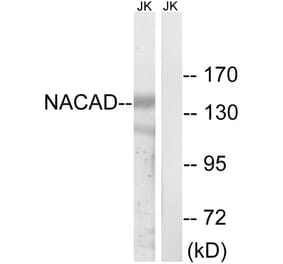 Western Blot - Anti-NACAD Antibody (C16801) - Antibodies.com