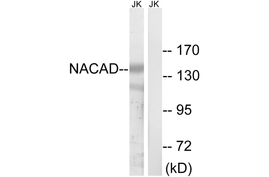 Western Blot - Anti-NACAD Antibody (C16801) - Antibodies.com