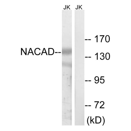 Western Blot - Anti-NACAD Antibody (C16801) - Antibodies.com