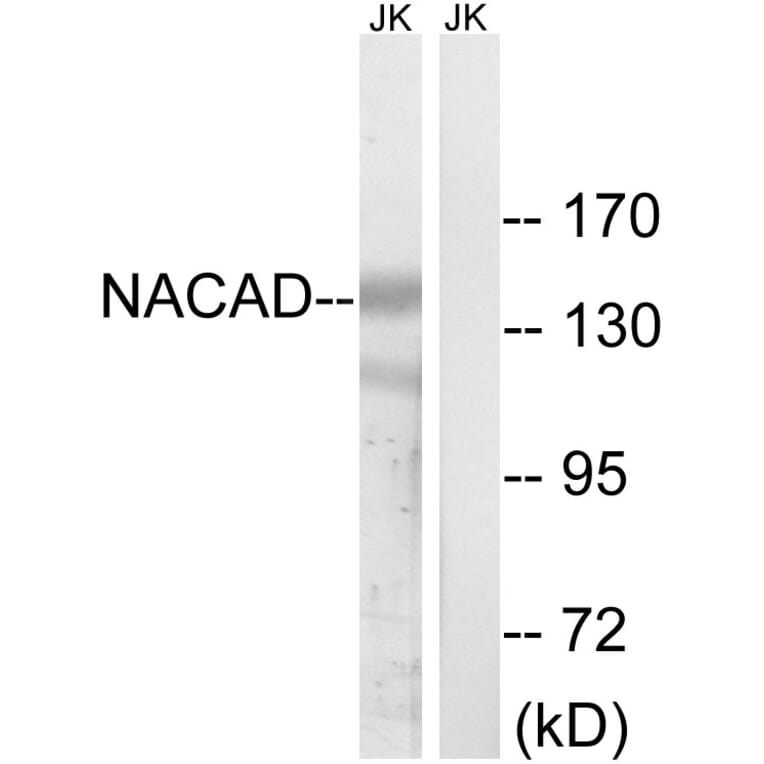Western Blot - Anti-NACAD Antibody (C16801) - Antibodies.com