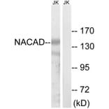 Western Blot - Anti-NACAD Antibody (C16801) - Antibodies.com