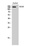 Western Blot - Anti-NACAD Antibody (C16801) - Antibodies.com