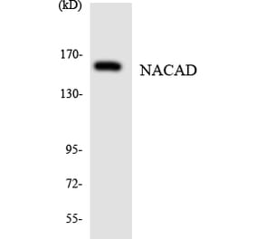 Western Blot - Anti-NACAD Antibody (R12-3072) - Antibodies.com