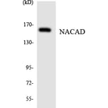 Western Blot - Anti-NACAD Antibody (R12-3072) - Antibodies.com