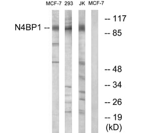 Western Blot - Anti-N4BP1 Antibody (C16877) - Antibodies.com