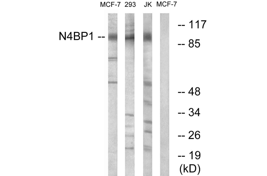 Western Blot - Anti-N4BP1 Antibody (C16877) - Antibodies.com