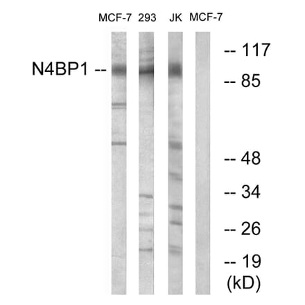 Western Blot - Anti-N4BP1 Antibody (C16877) - Antibodies.com