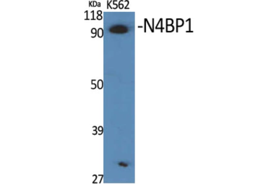 Western Blot - Anti-N4BP1 Antibody (C16877) - Antibodies.com