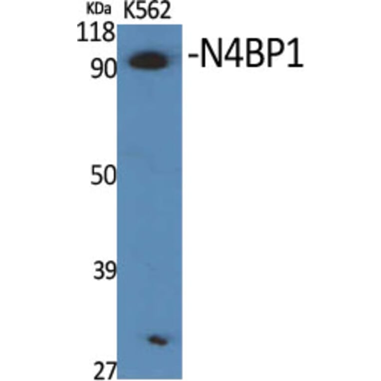 Western Blot - Anti-N4BP1 Antibody (C16877) - Antibodies.com