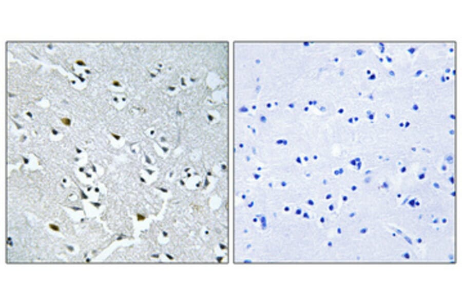 Immunohistochemistry - Anti-N4BP1 Antibody (C16877) - Antibodies.com