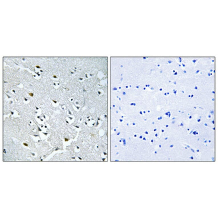 Immunohistochemistry - Anti-N4BP1 Antibody (C16877) - Antibodies.com