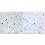 Immunohistochemistry - Anti-N4BP1 Antibody (C16877) - Antibodies.com