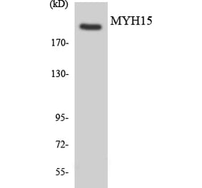 Western Blot - Anti-MYH15 Antibody (R12-3067) - Antibodies.com