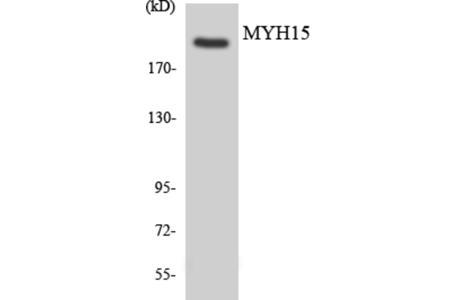 Western Blot - Anti-MYH15 Antibody (R12-3067) - Antibodies.com