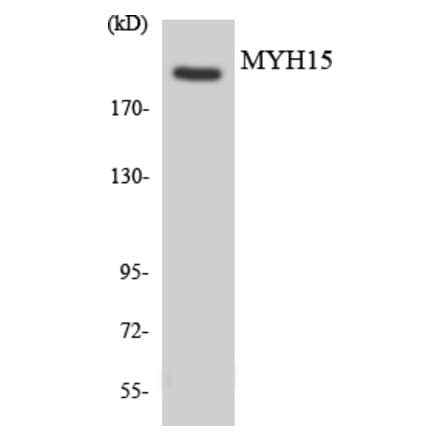 Western Blot - Anti-MYH15 Antibody (R12-3067) - Antibodies.com