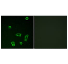 Immunofluorescence - Anti-MTR1L Antibody (G400) - Antibodies.com