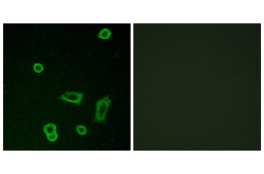Immunofluorescence - Anti-MTR1L Antibody (G400) - Antibodies.com