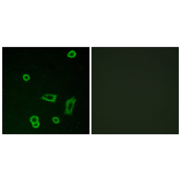 Immunofluorescence - Anti-MTR1L Antibody (G400) - Antibodies.com