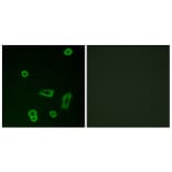 Immunofluorescence - Anti-MTR1L Antibody (G400) - Antibodies.com