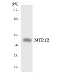 Western Blot - Anti-MTR1B Antibody (R12-3063) - Antibodies.com