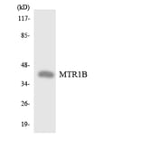 Western Blot - Anti-MTR1B Antibody (R12-3063) - Antibodies.com
