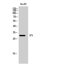Western Blot - Anti-MTIF3 Antibody (C19278) - Antibodies.com