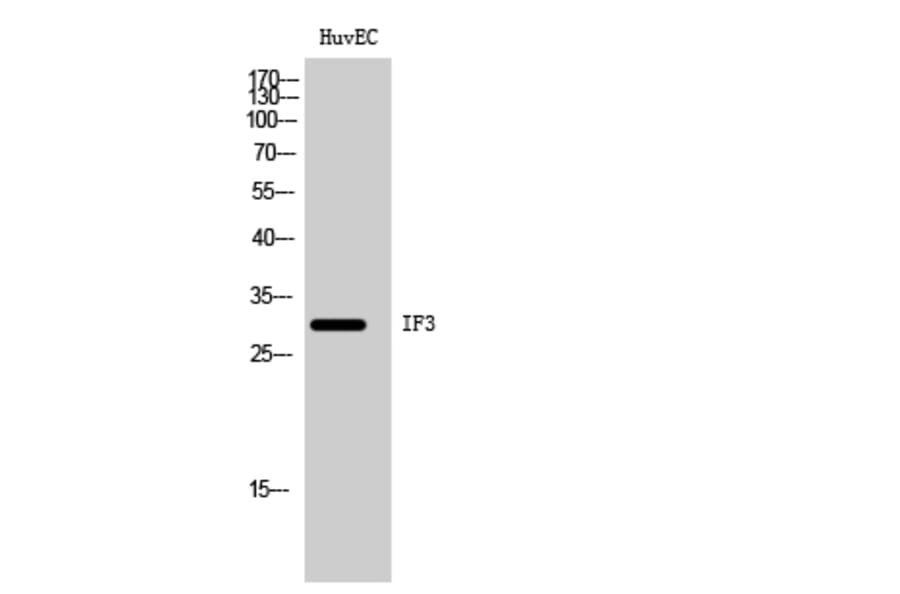Western Blot - Anti-MTIF3 Antibody (C19278) - Antibodies.com