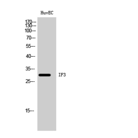 Western Blot - Anti-MTIF3 Antibody (C19278) - Antibodies.com