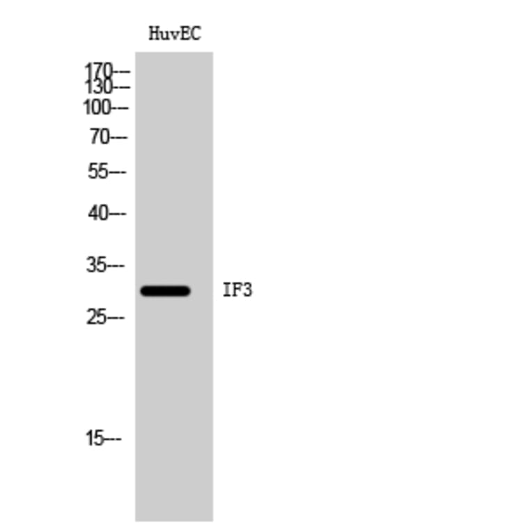Western Blot - Anti-MTIF3 Antibody (C19278) - Antibodies.com