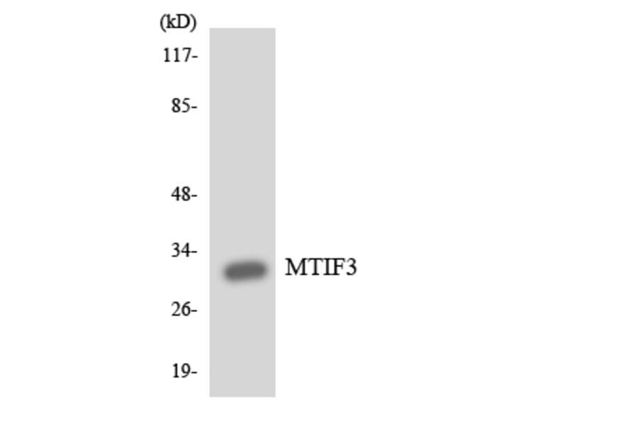 Western Blot - Anti-MTIF3 Antibody (R12-3061) - Antibodies.com