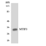 Western Blot - Anti-MTIF3 Antibody (R12-3061) - Antibodies.com