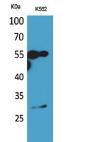 Western blot analysis of extracts from K562 cells using Anti-MS4A1 Antibody.