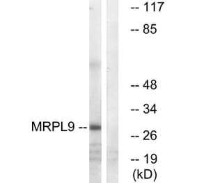 Western Blot - Anti-MRPL9 Antibody (C14089) - Antibodies.com